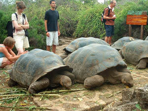 Big Turtles at the Charles Darwin Research Station in the Galapagos Islands.